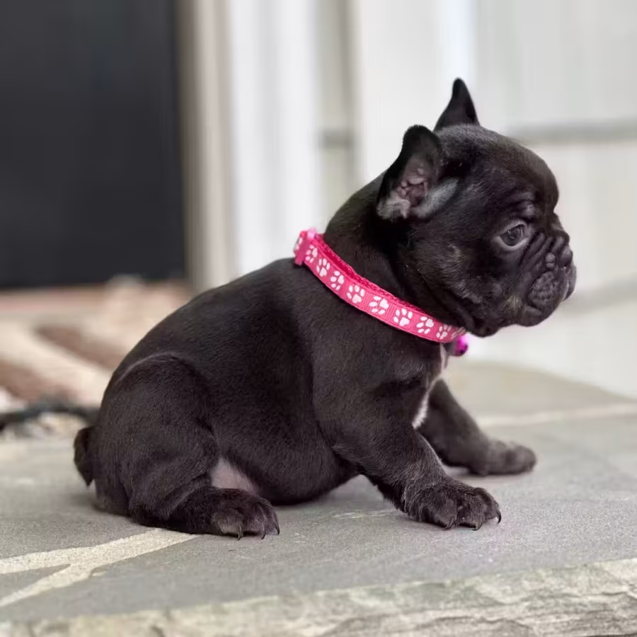 Stunning Chocolate French Bulldog Female — Elite AKC Puppy!