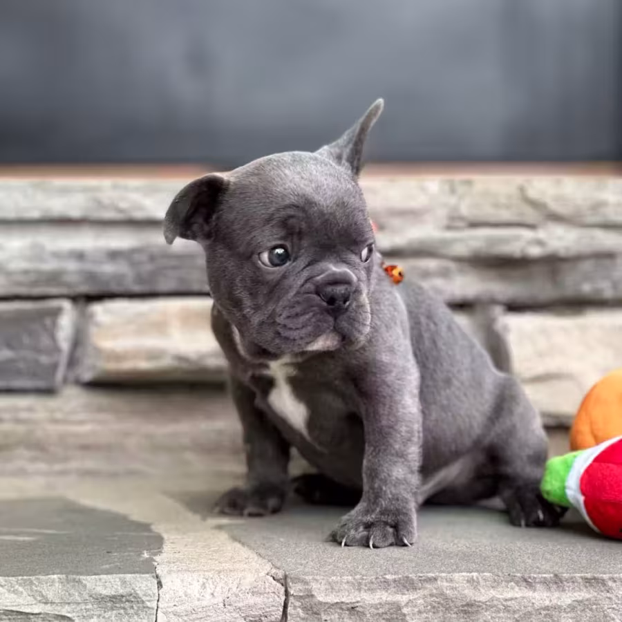 Gorgeous Solid Blue French Bulldog Male — Elite AKC Puppy!