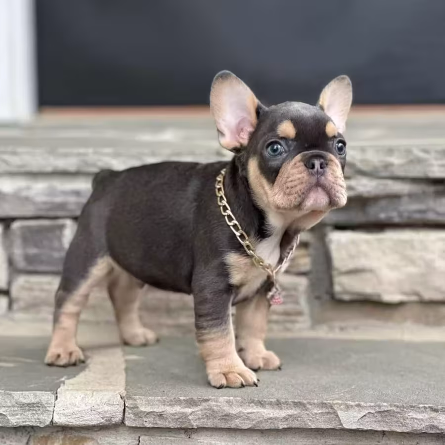 Blue Tan French Bulldog Male — Elite AKC Puppy!
