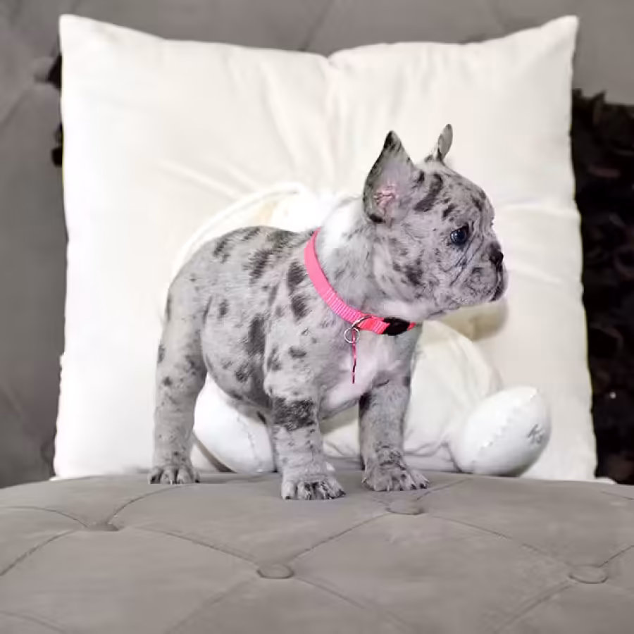 Exquisite Merle French Bulldog Female — Premium AKC Puppy!