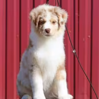 Miniature American Shepherd Puppies for Sale in Orlando, Florida