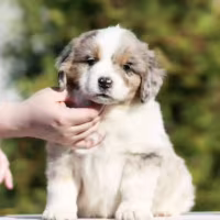 American Shepherd male puppy for sale in Laredo, Texas