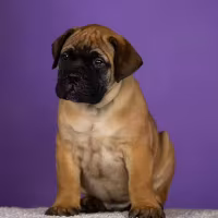 Bullmastiff Puppies for Sale — Males and Females Available (Modesto, California)