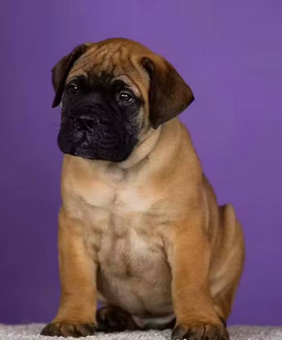 Bullmastiff Puppies for Sale — Males and Females Available (Modesto, California)