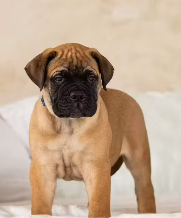 Bullmastiff Puppies for Sale — Males and Females Available (Modesto, California)