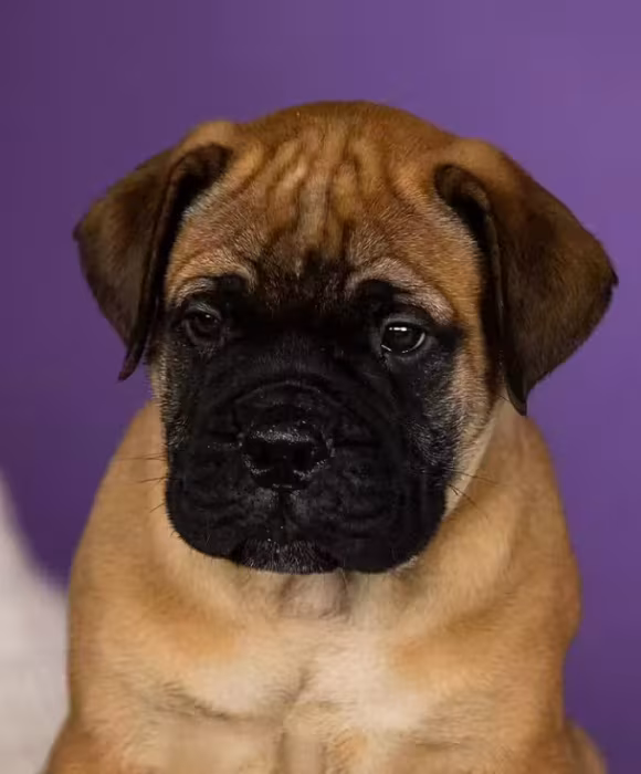 Bullmastiff Puppies for Sale — Males and Females Available (Modesto, California)