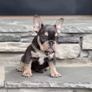 Blue Tan French Bulldog Male — Elite AKC Puppy!