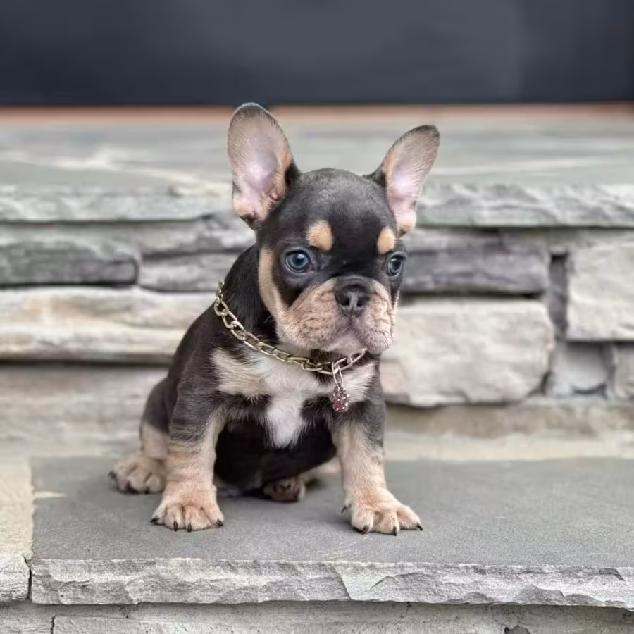 Blue Tan French Bulldog Male — Elite AKC Puppy!