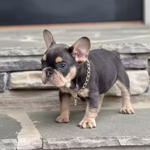 Blue Tan French Bulldog Male — Elite AKC Puppy!