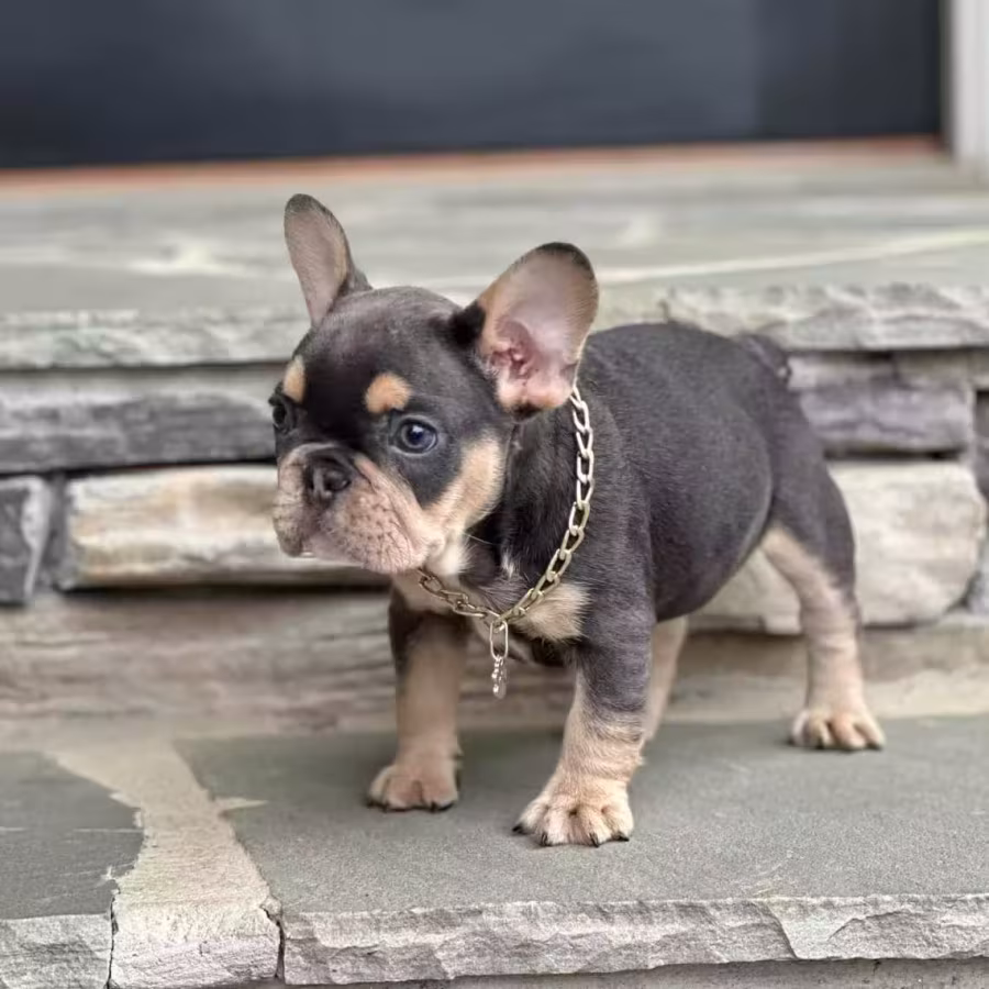 Blue Tan French Bulldog Male — Elite AKC Puppy!