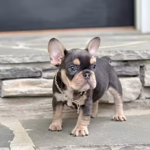 Blue Tan French Bulldog Male — Elite AKC Puppy!