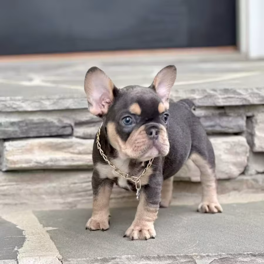 Blue Tan French Bulldog Male — Elite AKC Puppy!