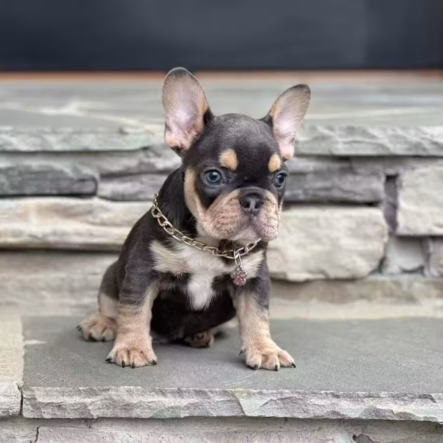 Blue Tan French Bulldog Male — Elite AKC Puppy!