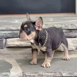 Blue Tan French Bulldog Male — Elite AKC Puppy!