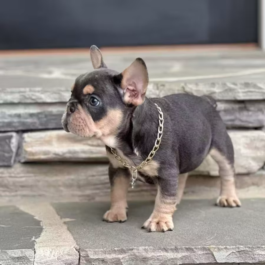 Blue Tan French Bulldog Male — Elite AKC Puppy!