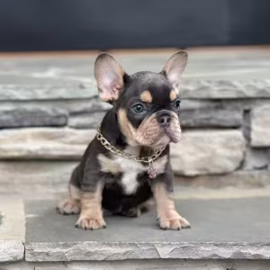 Blue Tan French Bulldog Male — Elite AKC Puppy!