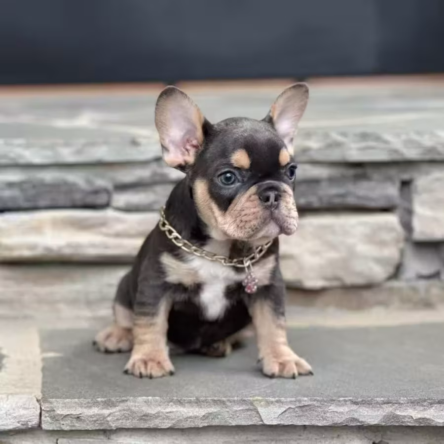 Blue Tan French Bulldog Male — Elite AKC Puppy!