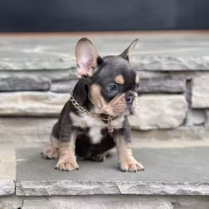 Blue Tan French Bulldog Male — Elite AKC Puppy!