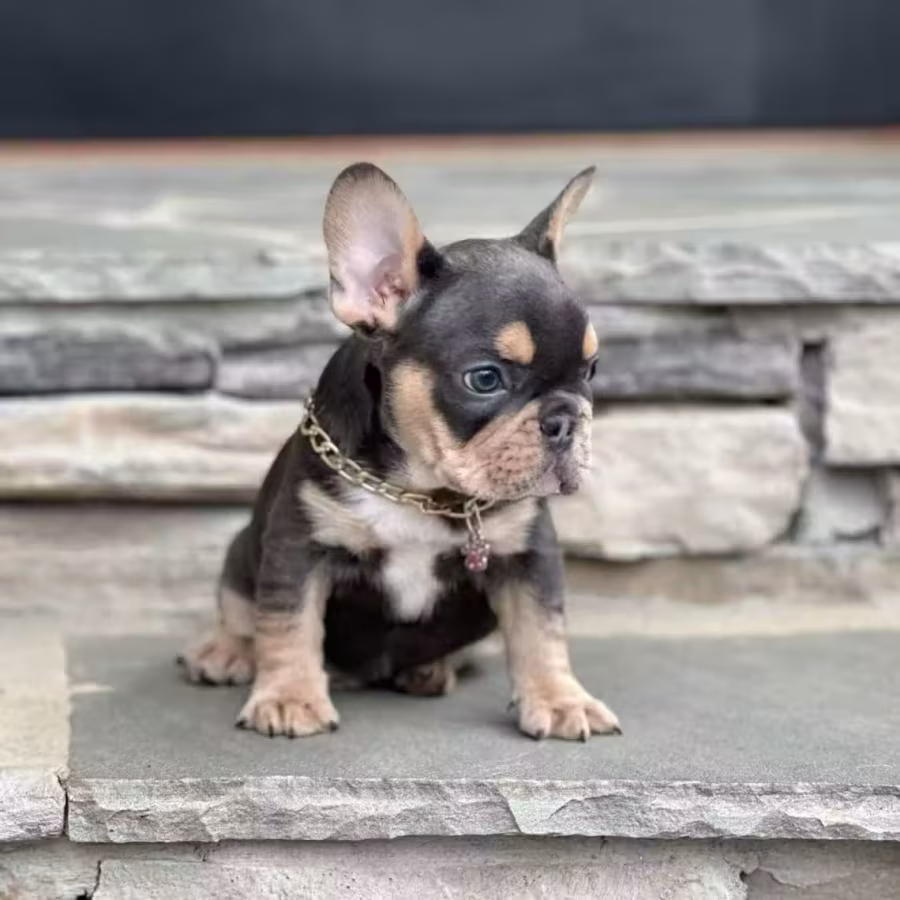 Blue Tan French Bulldog Male — Elite AKC Puppy!