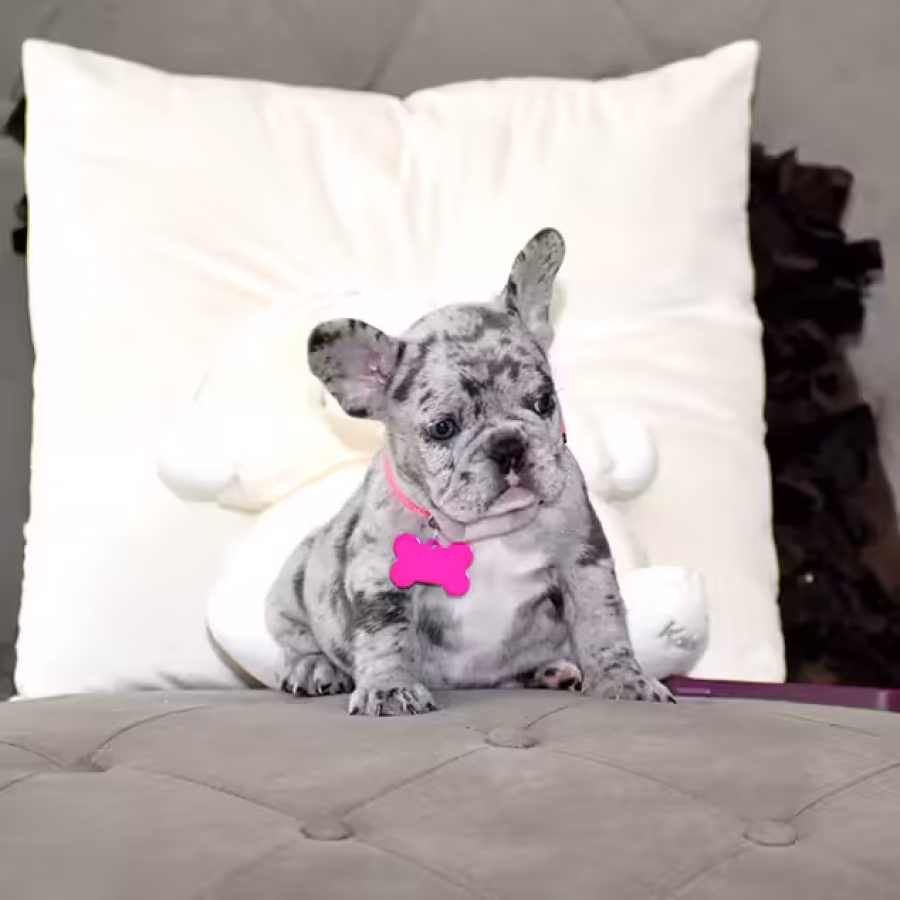 Exquisite Merle French Bulldog Female — Premium AKC Puppy!