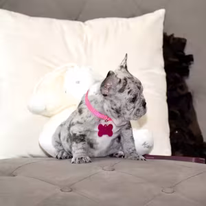 Exquisite Merle French Bulldog Female — Premium AKC Puppy!