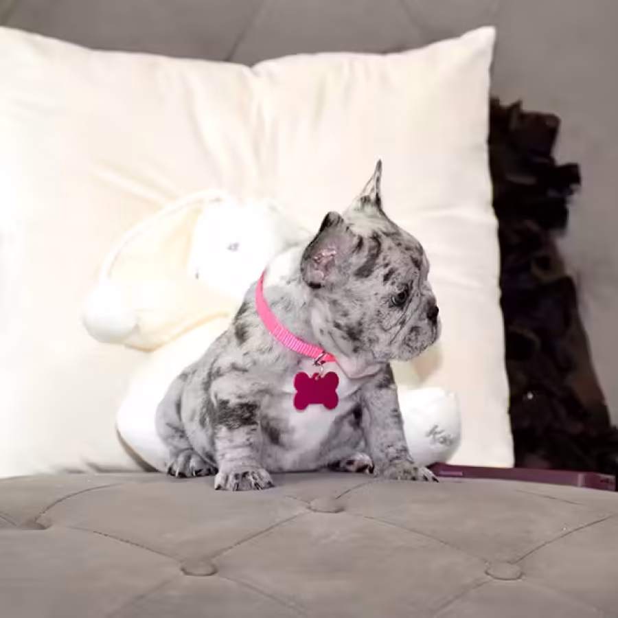 Exquisite Merle French Bulldog Female — Premium AKC Puppy!