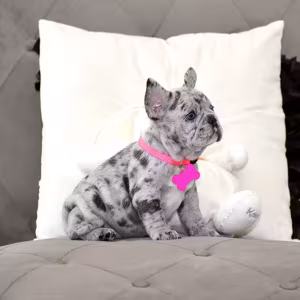 Exquisite Merle French Bulldog Female — Premium AKC Puppy!
