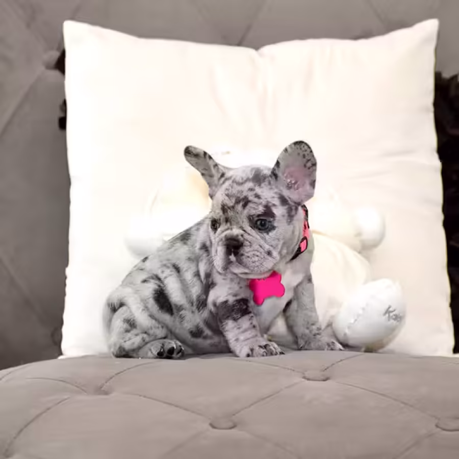 Exquisite Merle French Bulldog Female — Premium AKC Puppy!