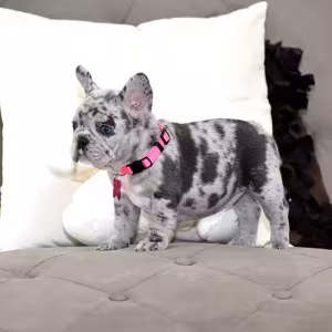 Exquisite Merle French Bulldog Female — Premium AKC Puppy!