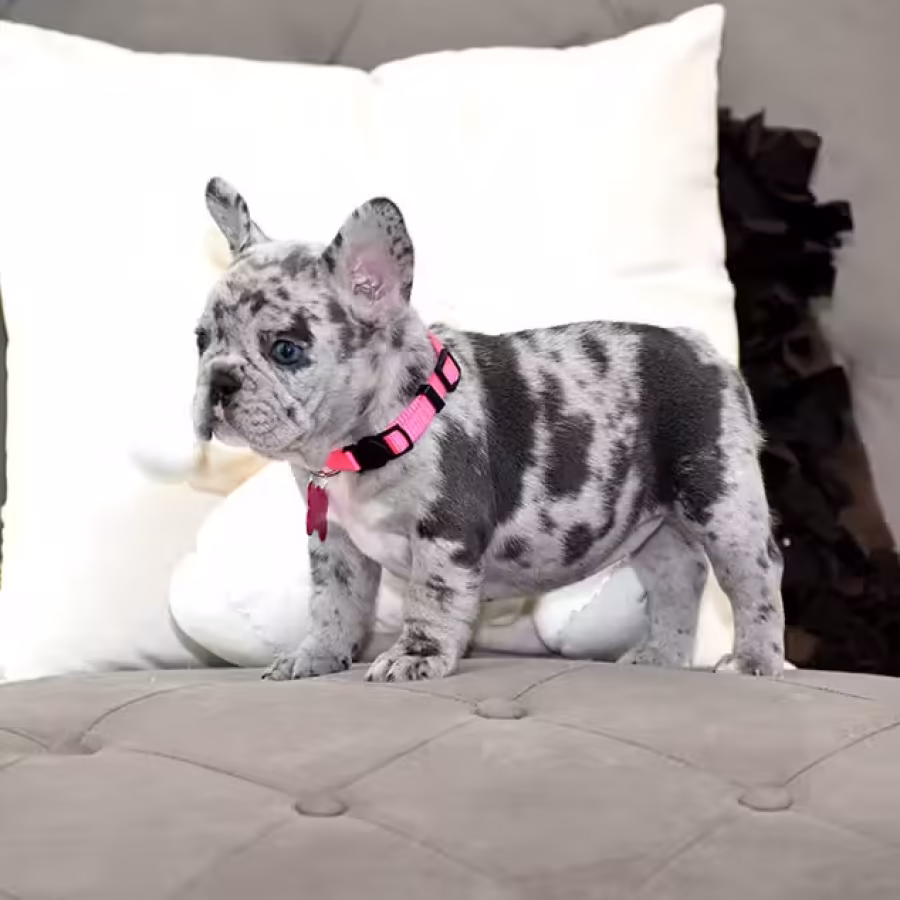 Exquisite Merle French Bulldog Female — Premium AKC Puppy!