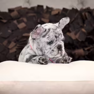 Exquisite Merle French Bulldog Female — Premium AKC Puppy!