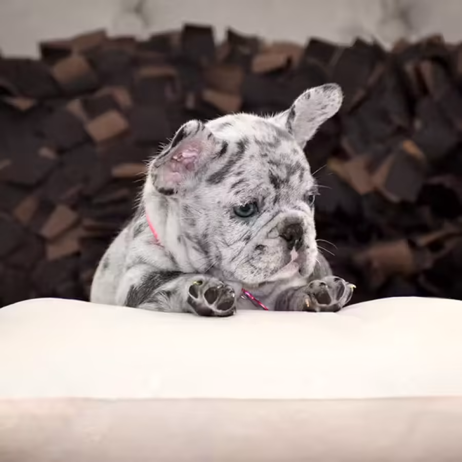 Exquisite Merle French Bulldog Female — Premium AKC Puppy!