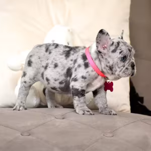 Exquisite Merle French Bulldog Female — Premium AKC Puppy!