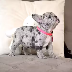 Exquisite Merle French Bulldog Female — Premium AKC Puppy!