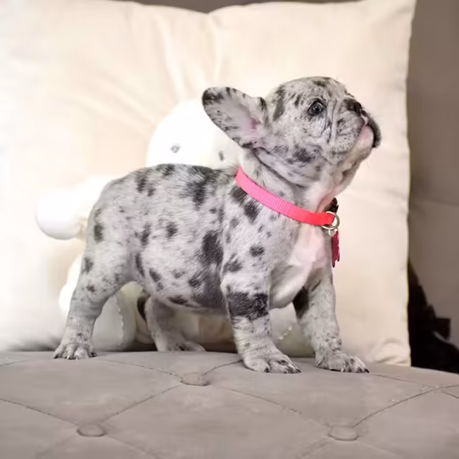 Exquisite Merle French Bulldog Female — Premium AKC Puppy!