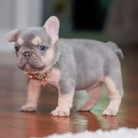Female Lilac Tan DOB 04.10.2026 | French bulldog puppy