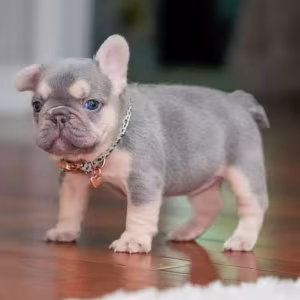 Female Lilac Tan DOB 04.10.2026 | French bulldog puppy
