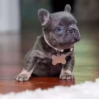 Female Blue Tan DOB 04.10.2026 | French bulldog puppy