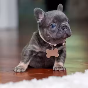 Female Blue Tan DOB 04.10.2026 | French bulldog puppy