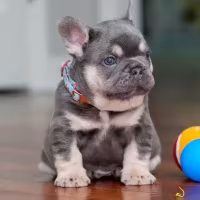 Male Lilac Tan DOB 04.10.2026 | French bulldog puppy