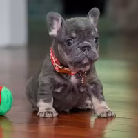 Female Blue Tan DOB 04.10.2026 | French bulldog puppy