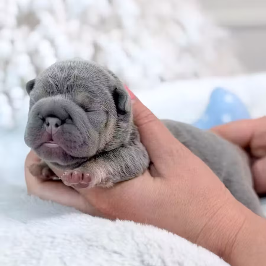 Male Lilac Tan DOB 04.12.2026 | French bulldog puppy
