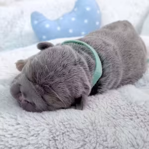 Male Lilac Tan DOB 04.12.2026 | French bulldog puppy