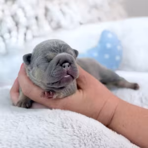 Male Lilac Tan DOB 04.12.2026 | French bulldog puppy