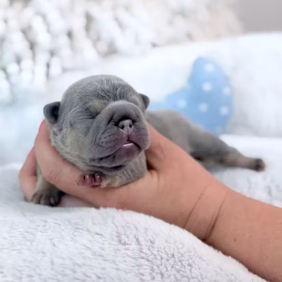 Male Lilac Tan DOB 04.12.2026 | French bulldog puppy