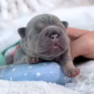 Male Lilac Tan DOB 04.12.2026 | French bulldog puppy