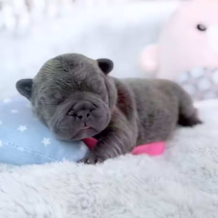 Female Blue DOB 04.12.2026 | French bulldog puppy