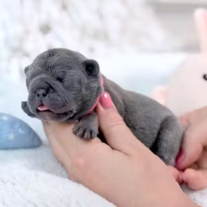 Female Blue DOB 04.12.2026 | French bulldog puppy