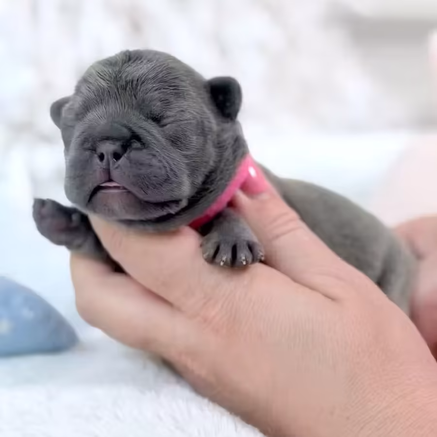 Female Blue DOB 04.12.2026 | French bulldog puppy