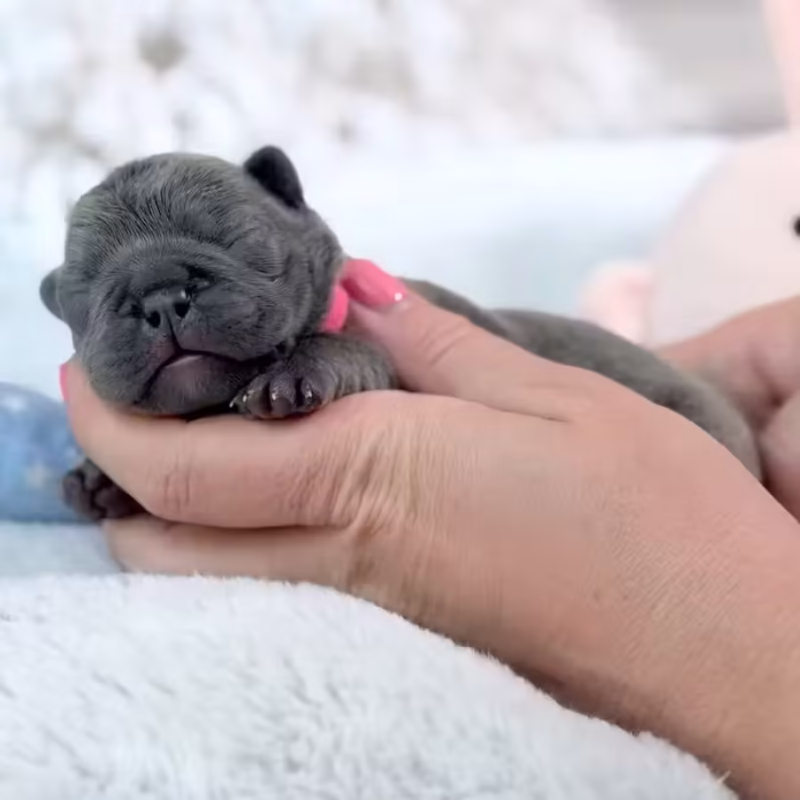 Female Blue DOB 04.12.2026 | French bulldog puppy